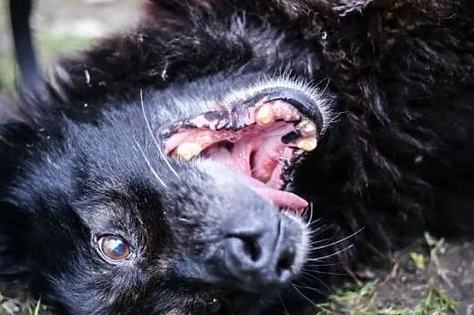 KUMPEL - uroczy piesek PILNIE SZUKA DOMU!,  mazowi
