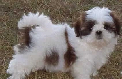 Słodkie i piękne szczenięta shih tzu
