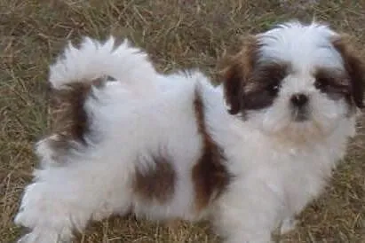 Słodkie i piękne szczenięta shih tzu