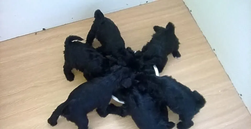 Sznaucer miniaturowy czarny szczenięta rodowodowe