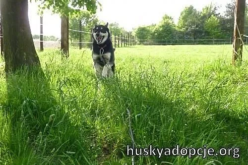 NUGAT- młody, aktywny pies mix owczarka do adopcji