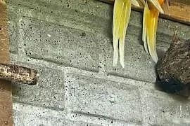 Para świergot
