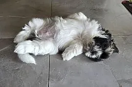 Pięciopokoleniowe Shih Tzu