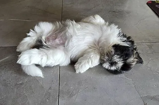 Pięciopokoleniowe Shih Tzu