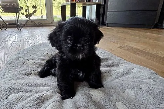 Pięciopokoleniowe Shih Tzu, Łódzkie, Dłutów