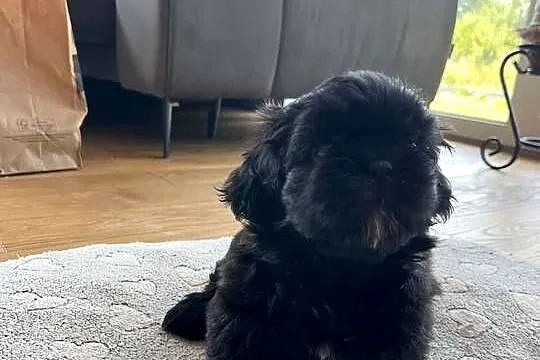 Pięciopokoleniowe Shih Tzu, Łódzkie, Dłutów