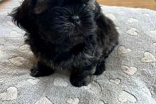 Pięciopokoleniowe Shih Tzu, Łódzkie, Dłutów