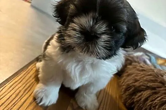 Pięciopokoleniowe Shih Tzu, Łódzkie, Dłutów