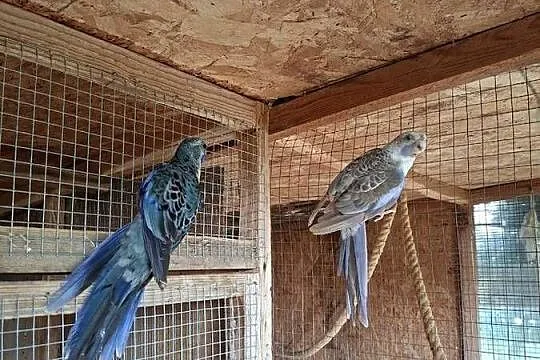 Rozelle królewskie, Świętokrzyskie, Pasturka