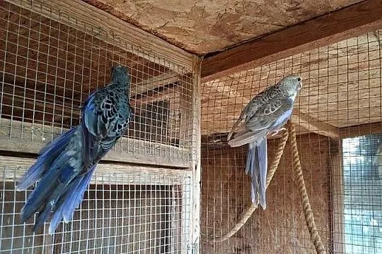 Rozelle królewskie, Świętokrzyskie, Pasturka