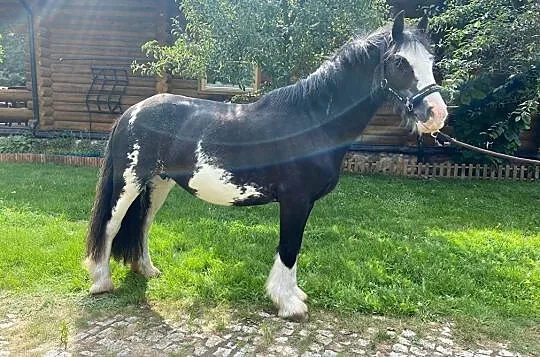 Bardzo spokojna klacz Tinker !, Kolbudy