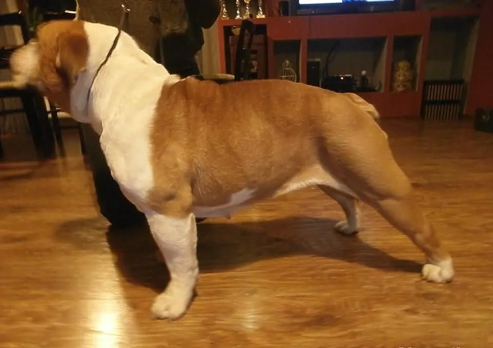 Buldog Angielski FCI suka hodowlana