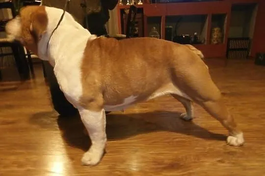 Buldog Angielski FCI suka hodowlana