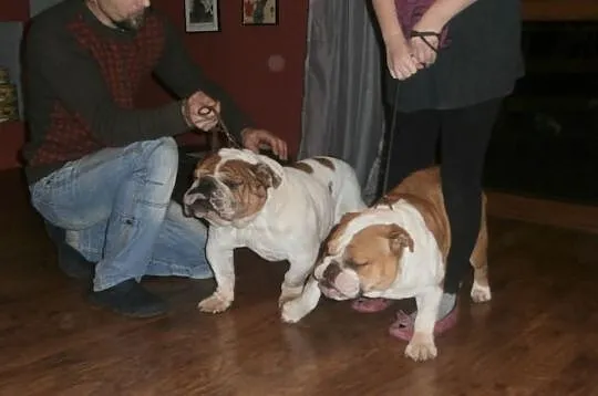 Buldog Angielski FCI suka hodowlana