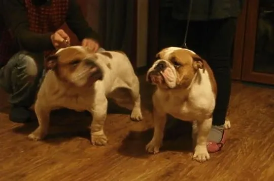 Buldog Angielski FCI suka hodowlana