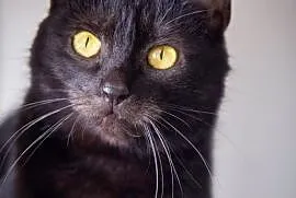 Nala - śliczna czarna kociczka szuka domu, Łódź