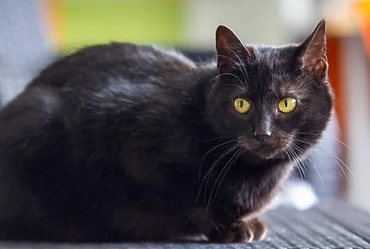 Nala - śliczna czarna kociczka szuka domu, Łódź
