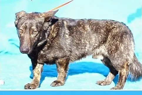 Dzieciolubny,rodzinny,bardzo przyjazny,łagodnay pies KORGI.Adopcja,  mazowieckie Warszawa