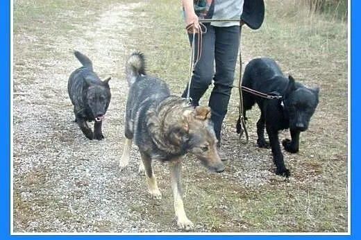 Dzieciolubny,rodzinny,bardzo przyjazny,łagodnay pi