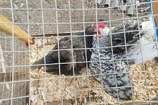 Młode koguty kochiny miniaturki, Kujawsko-pomorskie, Żnin