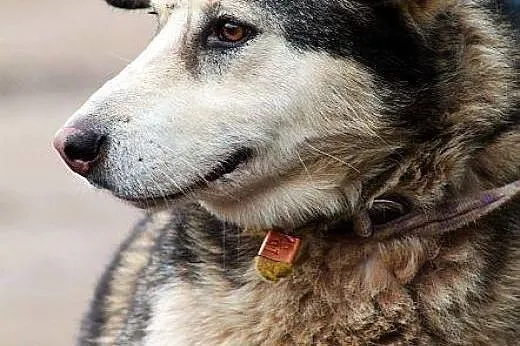 MIESZKO młody, łagodny, piękny mix husky szuka dom