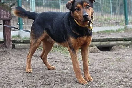 Tenor.Weź mnie do domu!,  kujawsko-pomorskie Bydgo