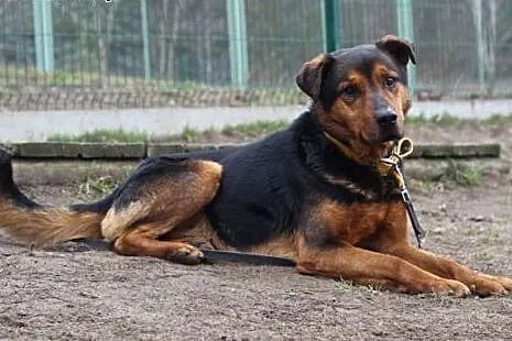 Tenor.Weź mnie do domu!,  kujawsko-pomorskie Bydgo