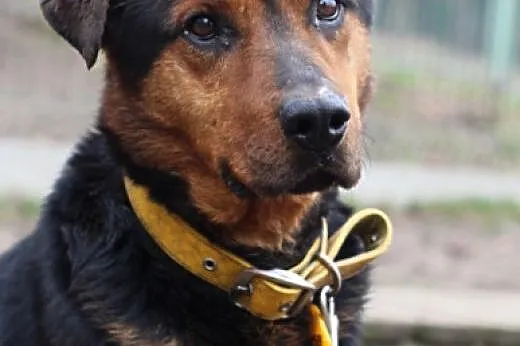Tenor.Weź mnie do domu!,  kujawsko-pomorskie Bydgo
