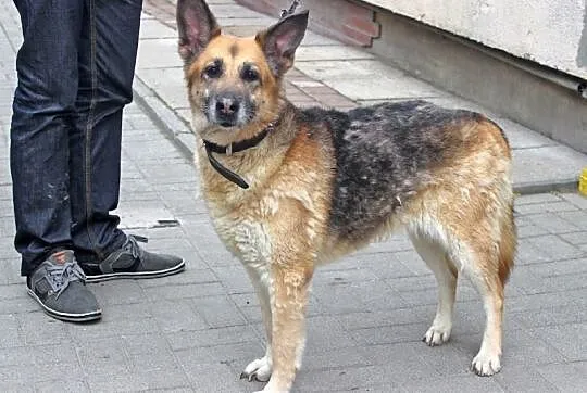 KANIA piękna sunia owczarek, czy ktoś ją pokocha?