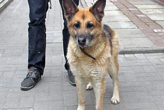 KANIA piękna sunia owczarek, czy ktoś ją pokocha?