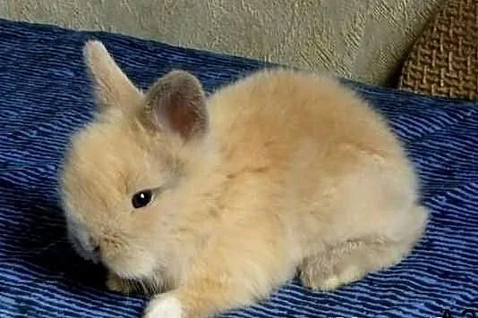 Króliczki króliki karzełki TEDDY! Dwa urocze malus