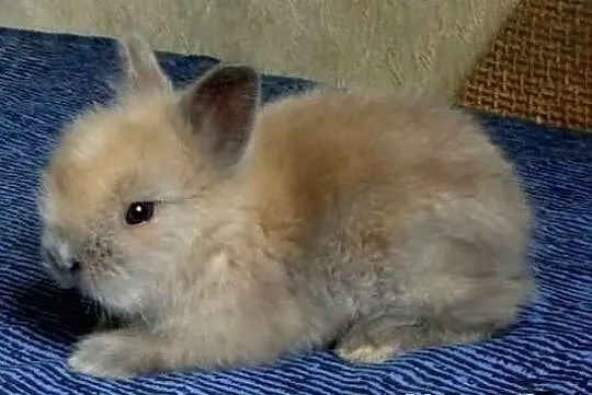 Króliczki króliki karzełki TEDDY! Dwa urocze malus