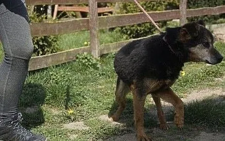 Spokojny niewielki psiaczek do adopcji, , Wojtyszki