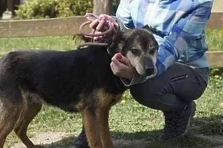Spokojny niewielki psiaczek do adopcji, Wojtyszki