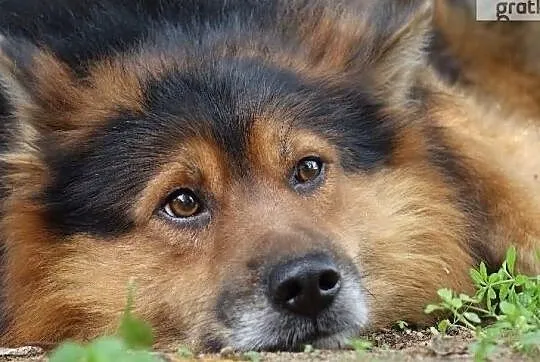 Pokochaj Nas daj Nam cudowny domek o jakim marzymy, , Wrocław