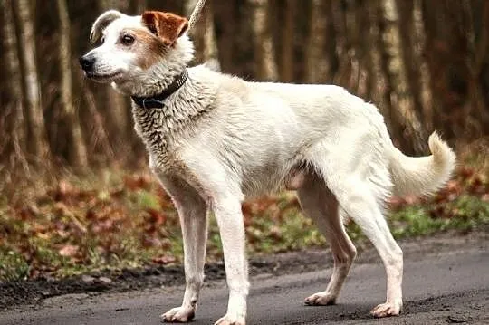 Niezbędny, fajny Kompas :), Warmińsko-mazurskie, Olsztyn