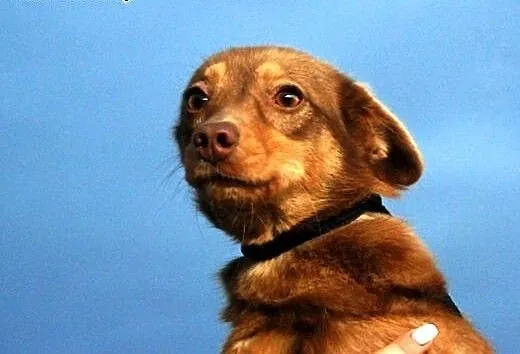 Centka kochana, młodziutka, słodka suczka ADOPCJA,