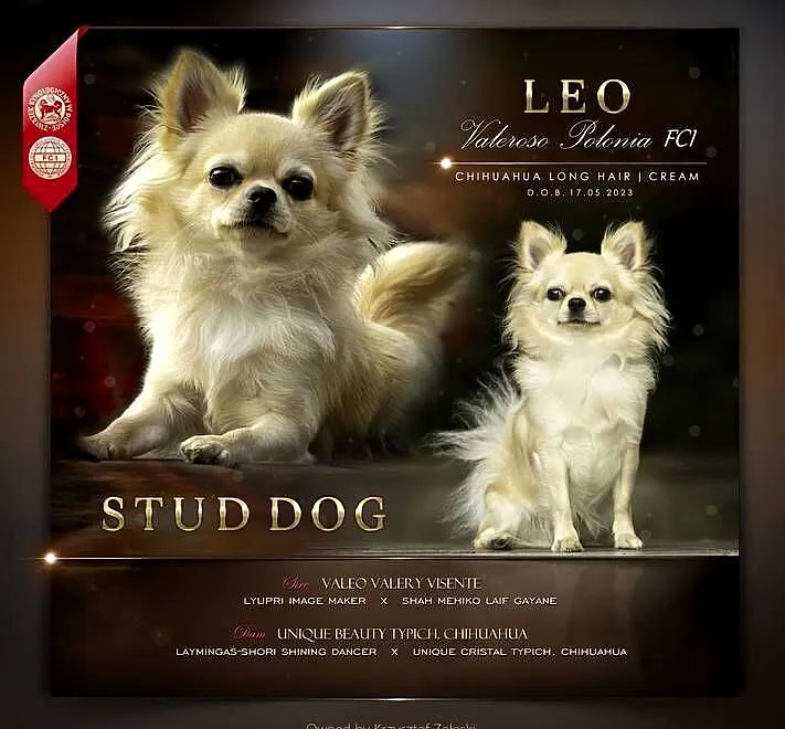 Reproduktor chihuahua długowłosy ZKwP FCI, Śląskie, Bytom