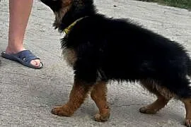 Owczarek niemiecki