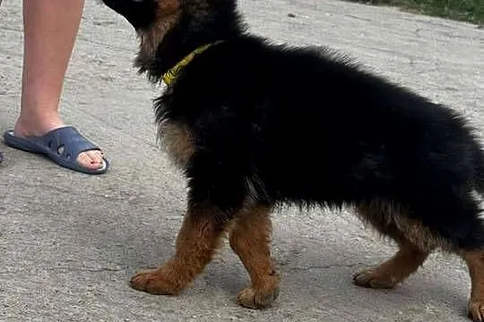 Owczarek niemiecki