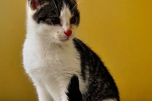 Młode kociaki szukają domów!,  warmińsko-mazurskie