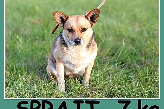 Mały 7 kg,spokojny,przyjacielski,towarzyski SPRAJT_Adopcja