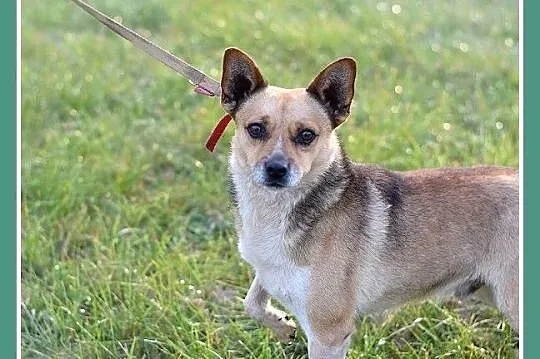 Mały 7 kg,spokojny,przyjacielski,towarzyski SPRAJT