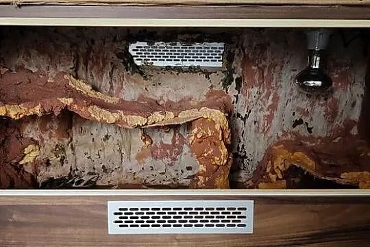 Gekon lamparci + wyposażenie + terrarium ( zestaw )