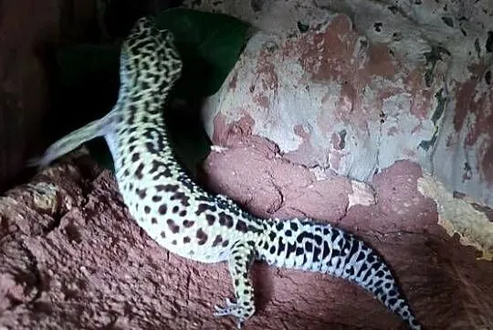 Gekon lamparci + wyposażenie + terrarium ( zestaw ), Mazowieckie, Płońsk