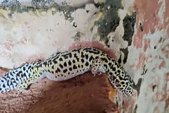 Gekon lamparci + wyposażenie + terrarium ( zestaw ), Mazowieckie, Płońsk