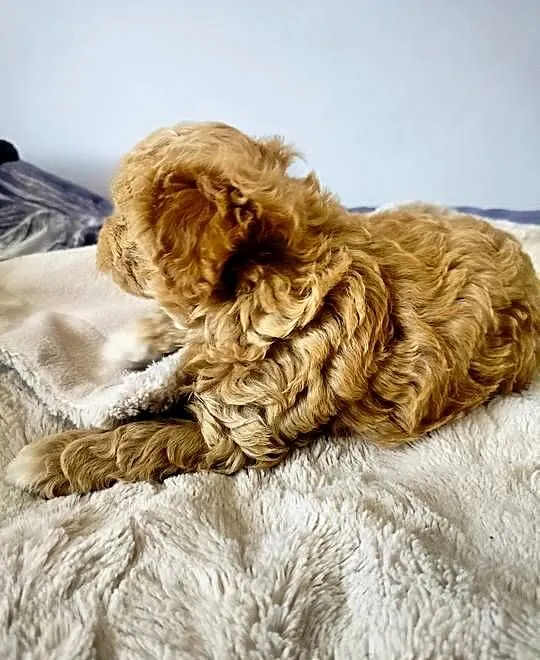Maltipoo, Świętokrzyskie, Dąbrowa Górna