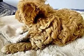 Maltipoo
