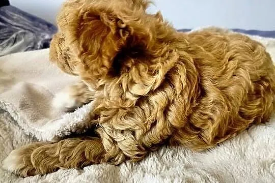 Maltipoo, Świętokrzyskie, Dąbrowa Górna