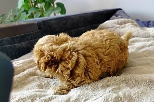 Maltipoo, Świętokrzyskie, Dąbrowa Górna
